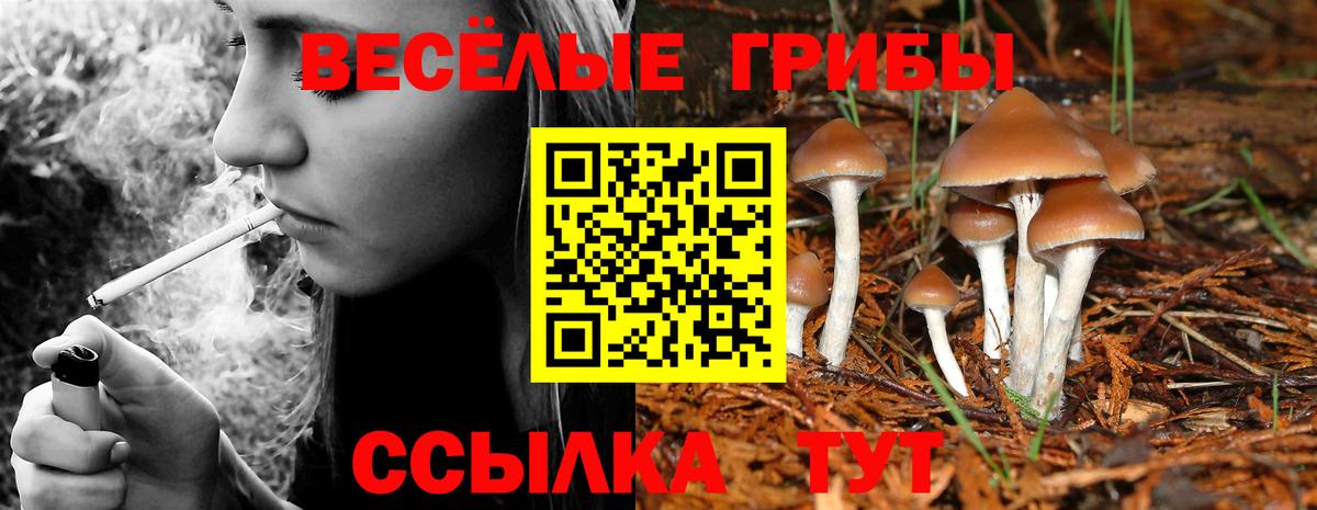 Галлюциногенные грибы GOLDEN TEACHER  Вход с VPN  Скопин  где можно купить   Галлюциногенные грибы Psilocybine cubensis 